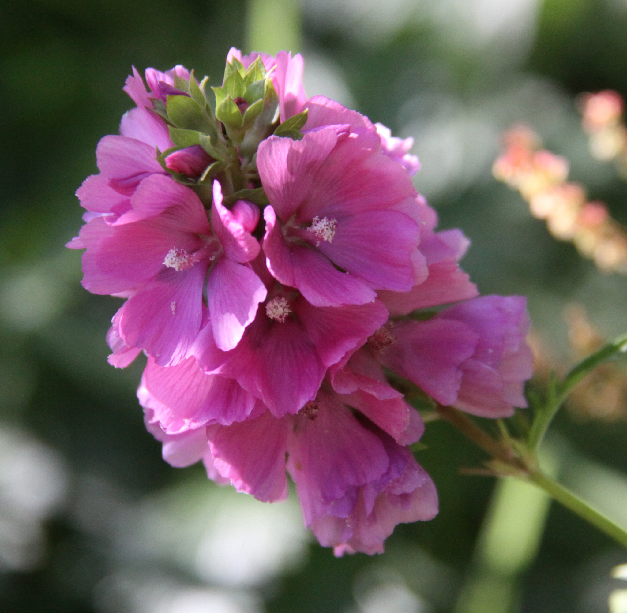 Sidalcea virgata
