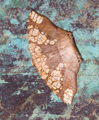 Nematocampa completa