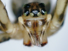 Dolichognatha