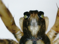 Dolichognatha