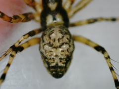 Dolichognatha