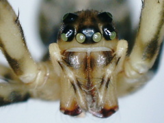Dolichognatha