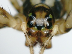 Dolichognatha