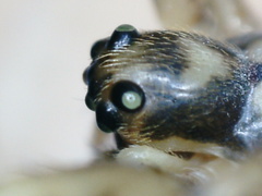 Dolichognatha