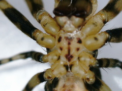 Dolichognatha