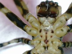 Dolichognatha