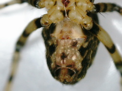 Dolichognatha