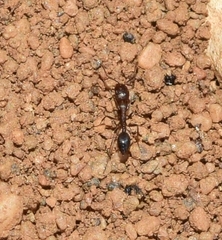 Monomorium subopacum