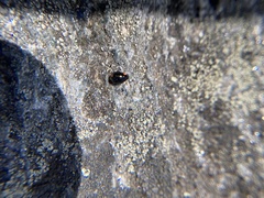 Hyperaspis bigeminata