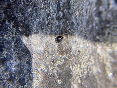 Hyperaspis bigeminata