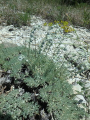 Artemisia alpina