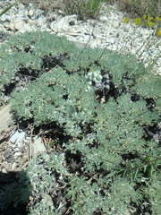 Artemisia alpina