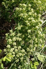 Spiraea