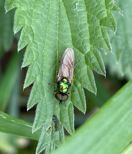 Broad Centurion Fly, Lindenholt, Nimwegen, Gelderland, NL, photo 6 of 10