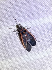 Melacoryphus circumlitus