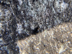 Hyperaspis bigeminata