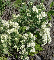 Spiraea