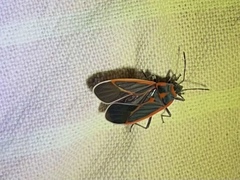 Melacoryphus circumlitus