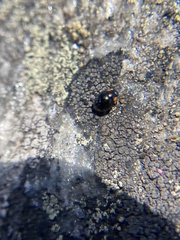 Hyperaspis bigeminata