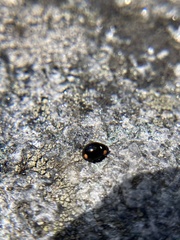 Hyperaspis bigeminata