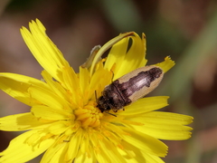 Acmaeodera flavolineata