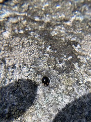 Hyperaspis bigeminata