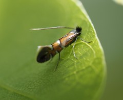 Phyllonorycter lautella