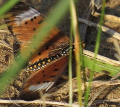 Acraea oncaea
