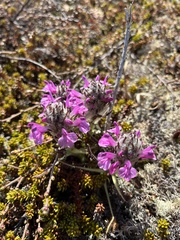 Pedicularis lanata
