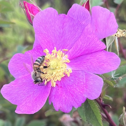 iNaturalist observation photo of Western Honey Bee