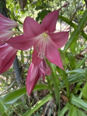 Crinum bulbispermum