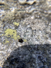 Hyperaspis bigeminata