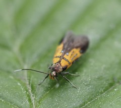 Schiffermuelleria schaefferella