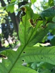 Japanagromyza viridula