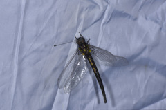 Ascalaphinae
