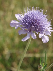 Scabiosa canescens