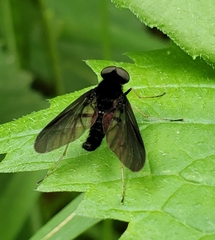 Chrysopilus velutinus