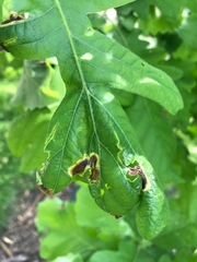 Japanagromyza viridula