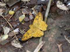 Myscelus amystis