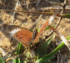 Acraea oncaea
