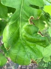 Japanagromyza viridula
