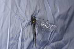 Ascalaphinae