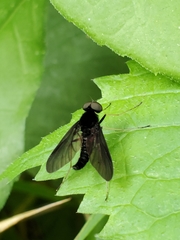 Chrysopilus velutinus