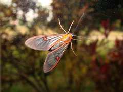 Cosmosoma cingulatum