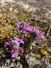 Pedicularis lanata