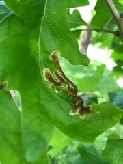 Japanagromyza viridula