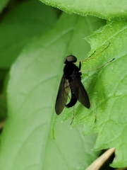 Chrysopilus velutinus
