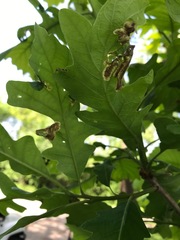 Japanagromyza viridula