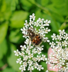 Trichiotinus piger