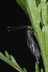Ascalaphinae